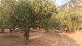 Οικόπεδο 7.500 τ.μ. για πώληση, Μεσσηνία, Κυπαρισσία-thumb-1