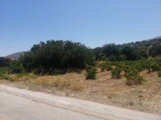 Αγροτεμάχια 3.972 τ.μ. για πώληση