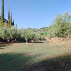 Αγροτεμάχια 26.070 τ.μ. για πώληση
