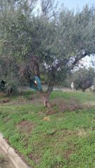 Οικόπεδο 352 τ.μ. προς πώληση, Πανόραμα Αιγιάλειας-thumb-3