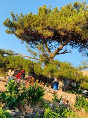 Αγροτεμάχια 268.000 τ.μ. για πώληση, Ν. Λέσβου, Λέσβος - Ερεσός-thumb-1