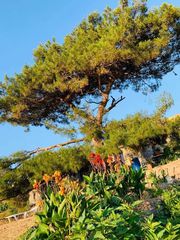 Αγροτεμάχια 268.000 τ.μ. για πώληση, Ν. Λέσβου, Λέσβος - Ερεσός-thumb-11
