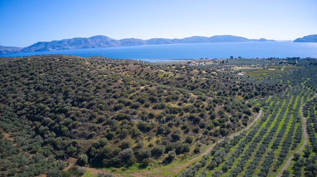 Αγροτεμάχια 17.041 τ.μ. πρός πώληση, Αργολίδα, Ερμιόνη