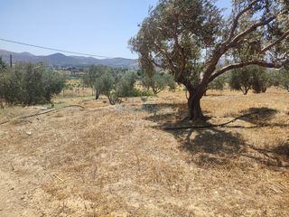 Αγροτεμάχια 22.000 τ.μ. για πώληση