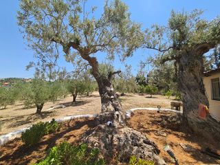 Συγκρότημα διαμερισμάτων 380 τ.μ. για πώληση, Αργολίδα, Κρανίδι-thumb-17