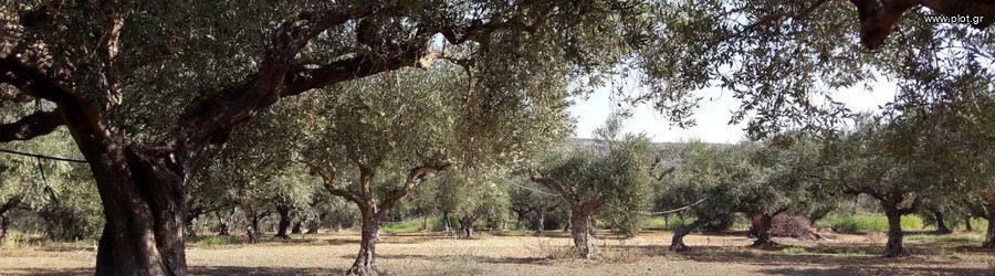Αγροτεμάχια 4.100 τ.μ. προς πώληση, Χοχλαστή