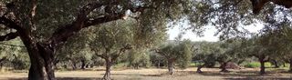 Αγροτεμάχια 4.100 τ.μ. για πώληση
