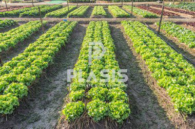 Αγροτεμάχια 18.671τ.μ. για πώληση-Μαραθώνας