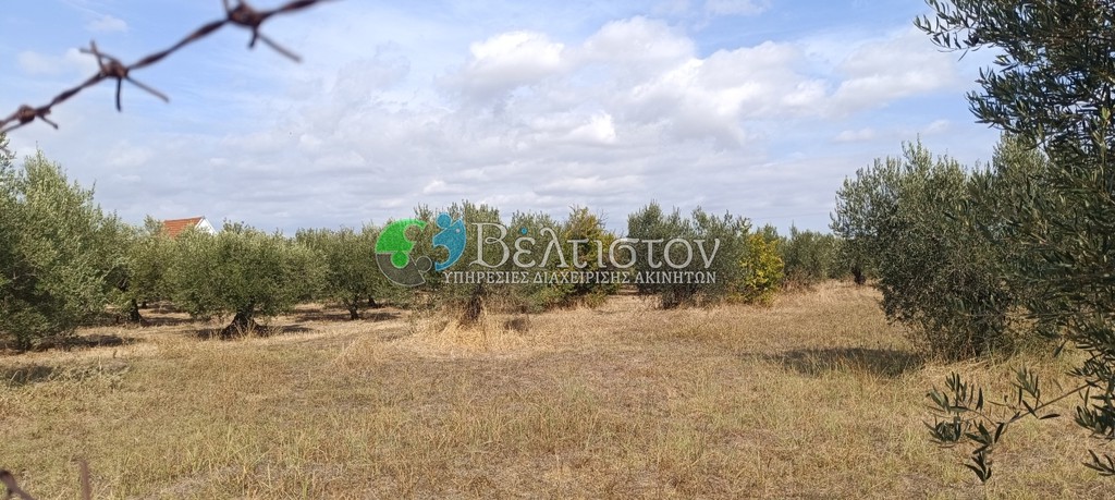 Αγροτεμάχια 4.580 τ.μ. πρός πώληση, Χαλκιδική, Μουδανιά
