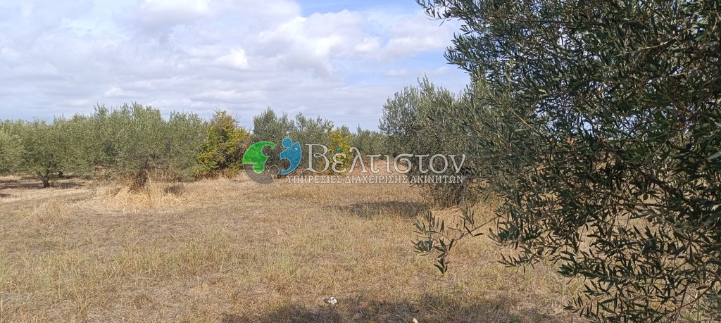 Αγροτεμάχια 4.580 τ.μ. πρός πώληση, Χαλκιδική, Μουδανιά