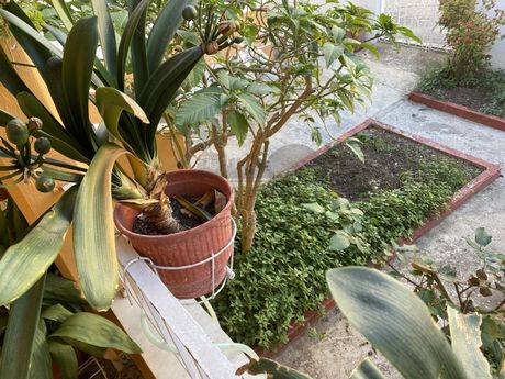 Detached home 92sqm for sale-Nea Ionia Volou » Nea Ionia