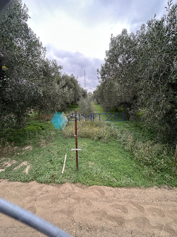 Οικόπεδο 3.000 τ.μ. προς πώληση, Άγιος Νικόλαος Ληλαντίου