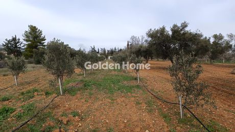Αγροτεμάχια 1.808 τ.μ. για πώληση