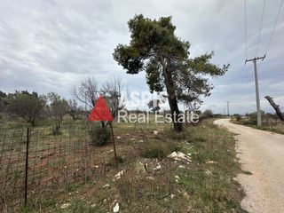 Αγροτεμάχια 8.200 τ.μ. προς πώληση