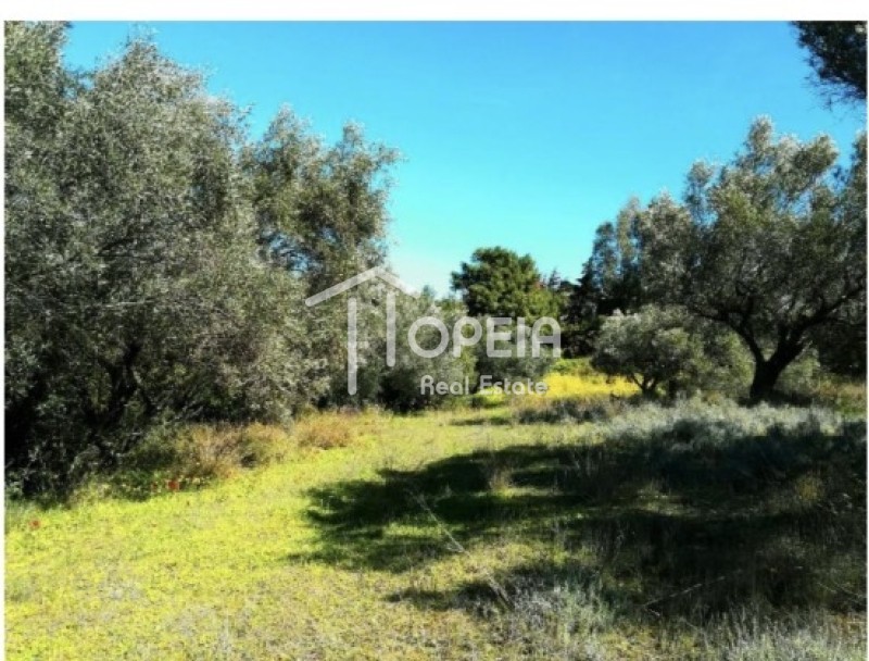 Αγροτεμάχια 7.682 τ.μ. πρός πώληση, Αττική - Υπόλοιπο, Παλαιά Φώκαια