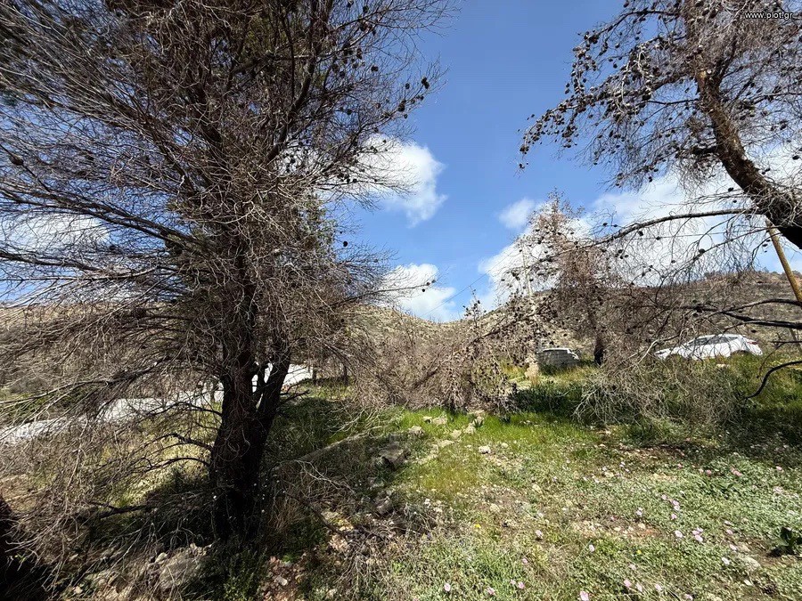 Αγροτεμάχια 245 τ.μ. πρός πώληση, Αττική - Υπόλοιπο, Μέγαρα