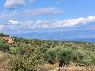 Αγροτεμάχια 4.802 τ.μ. για πώληση