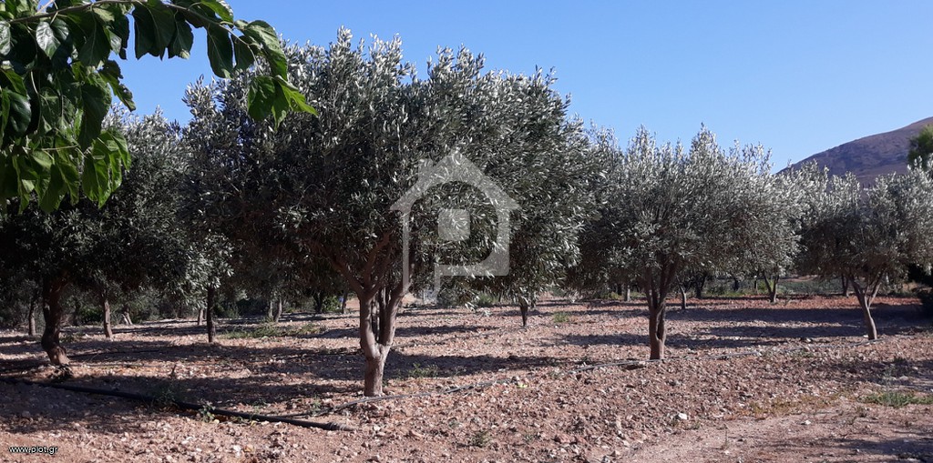 Αγροτεμάχια 4.850 τ.μ. προς πώληση, Πεύκα Κερατέας
