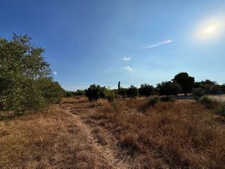 Αγροτεμάχια 4.050 τ.μ. για πώληση, Αργολίδα, Κρανίδι-thumb-17