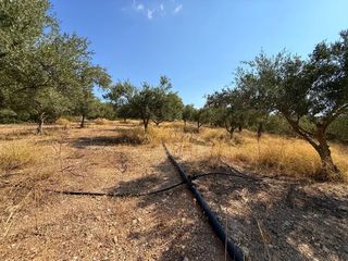 Αγροτεμάχια 35.000 τ.μ. για πώληση, Αργολίδα, Κρανίδι-thumb-12
