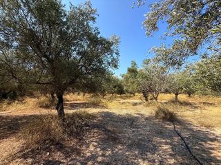Αγροτεμάχια 35.000 τ.μ. για πώληση, Αργολίδα, Κρανίδι-thumb-15