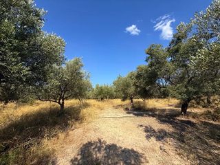 Αγροτεμάχια 35.000 τ.μ. για πώληση, Αργολίδα, Κρανίδι-thumb-16
