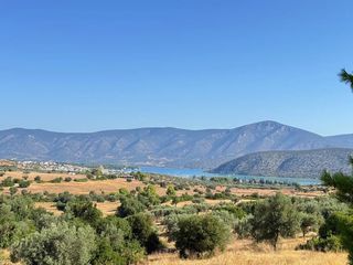 Αγροτεμάχια 26.270 τ.μ. προς πώληση, Αργολίδα, Κρανίδι-thumb-15