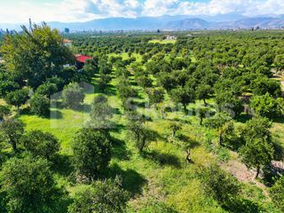 Οικόπεδο 2.279 τ.μ. για πώληση, Αργολίδα, Μιδέα-thumb-2