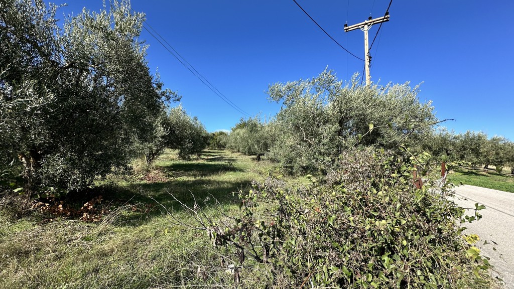 Αγροτεμάχια 2.200 τ.μ. πρός πώληση, Χαλκιδική, Κασσάνδρα