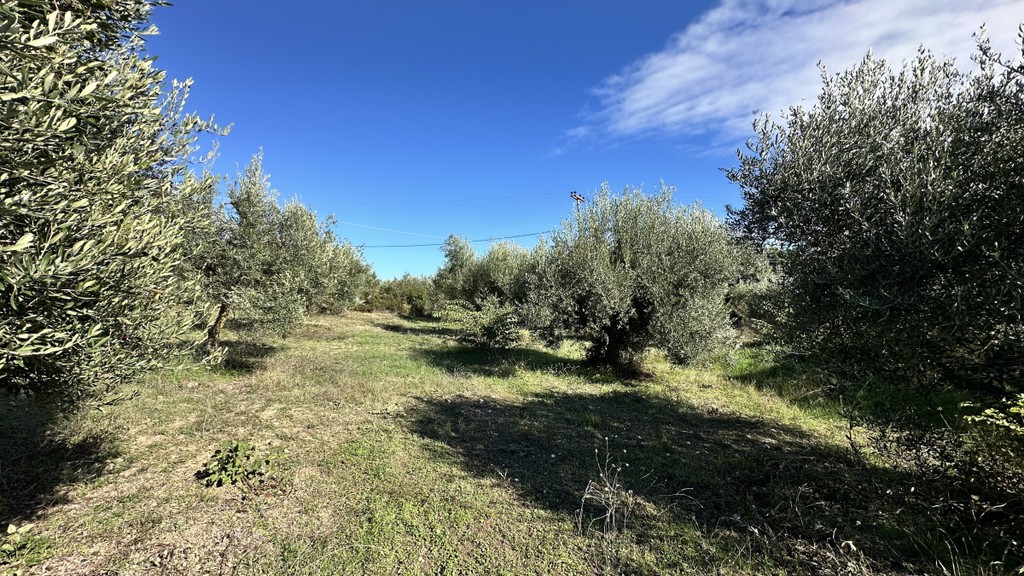 Αγροτεμάχια 2.200 τ.μ. πρός πώληση, Χαλκιδική, Κασσάνδρα