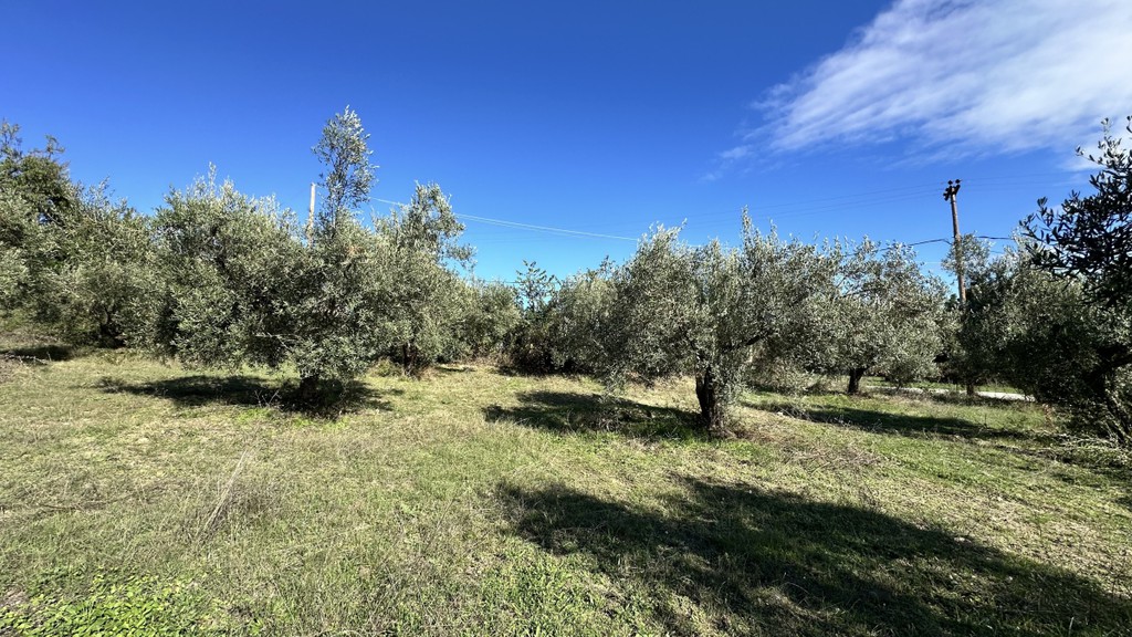 Αγροτεμάχια 2.200 τ.μ. πρός πώληση, Χαλκιδική, Κασσάνδρα