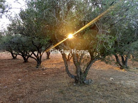Αγροτεμάχια 3.000τ.μ. για πώληση-Νίκος καζαντζάκης » Μελέσες