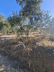 Οικόπεδο 9.200 τ.μ. για ενοικίαση, Ν. Ηρακλείου, Αρκαλοχώρι-thumb-22