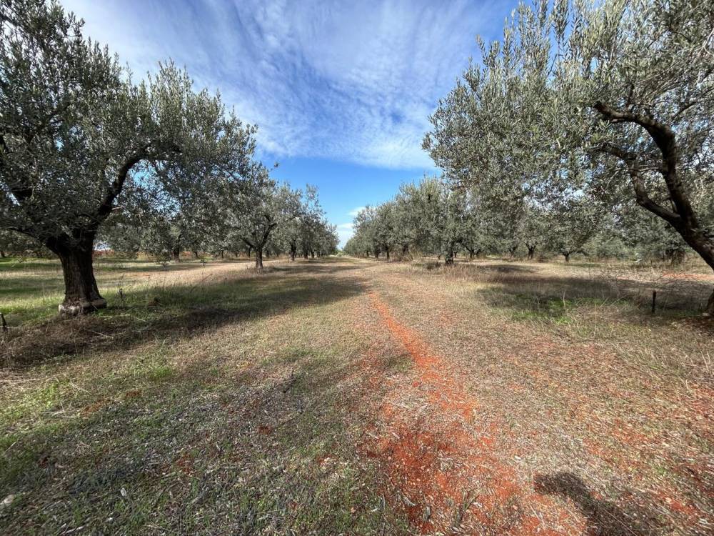 Οικόπεδο 10.676 τ.μ. πρός πώληση, Κορινθία, Βόχα