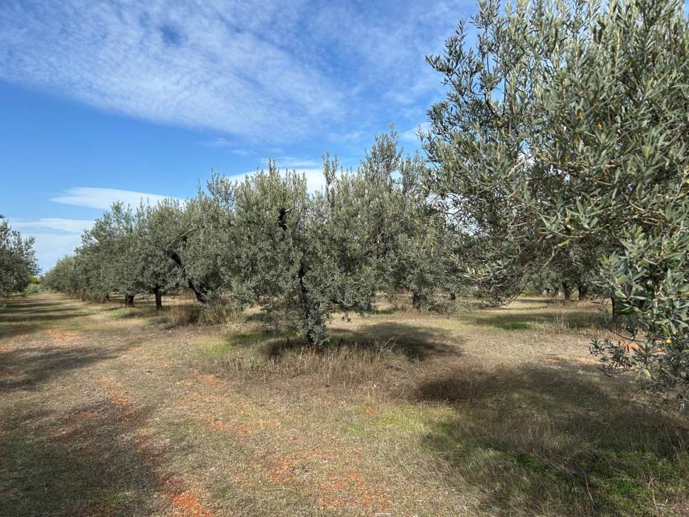 Οικόπεδο 10.676 τ.μ. πρός πώληση, Κορινθία, Βόχα
