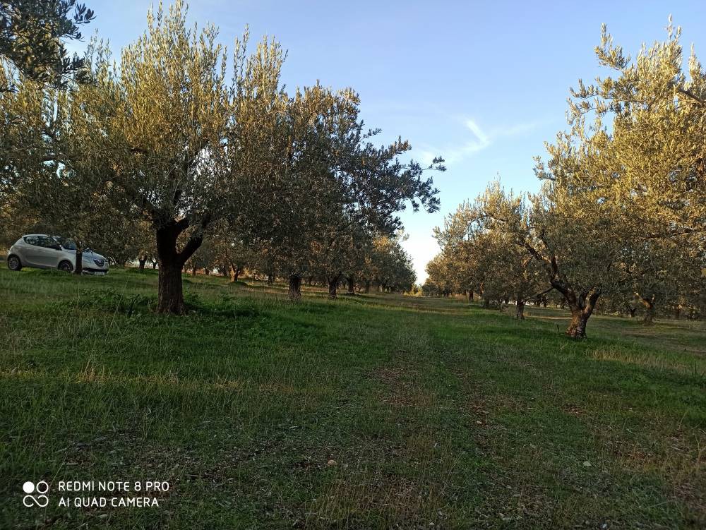 Οικόπεδο 10.676 τ.μ. πρός πώληση, Κορινθία, Βόχα