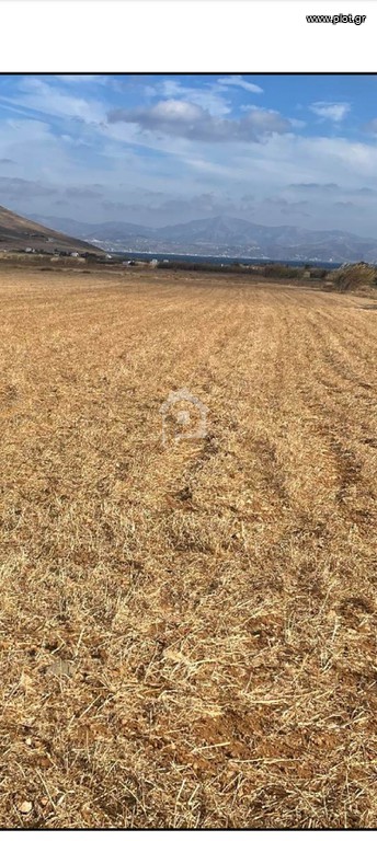 Αγροτεμάχια 5.384 τ.μ. προς πώληση, Μάρμαρα Πάρου