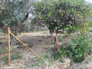 Αγροτεμάχια 800 τ.μ. για πώληση