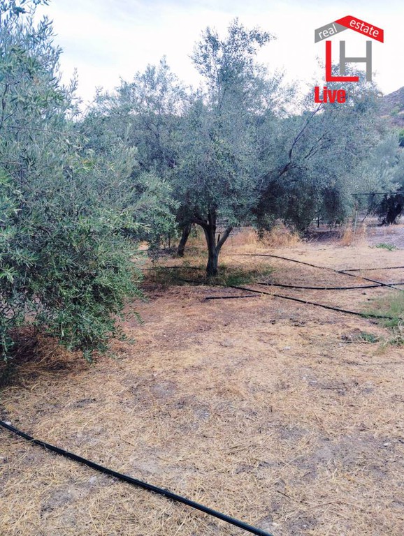 Αγροτεμάχια 4.430 τ.μ. πρός πώληση, Κορινθία, Σικυώνα
