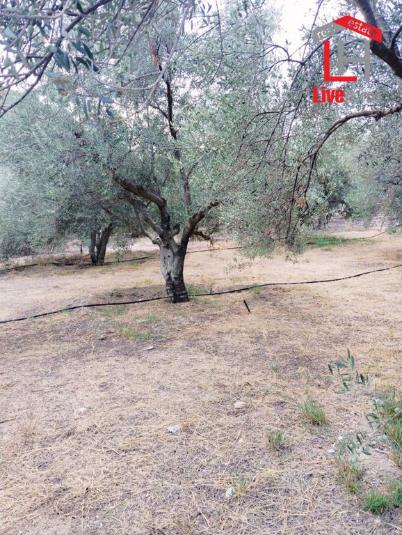 Αγροτεμάχια 4.430 τ.μ. πρός πώληση, Κορινθία, Σικυώνα