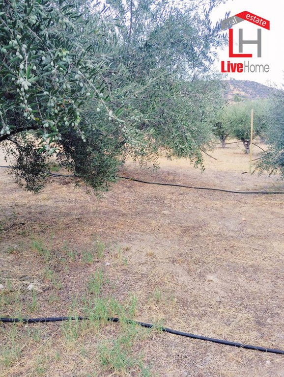 Αγροτεμάχια 4.430 τ.μ. πρός πώληση, Κορινθία, Σικυώνα