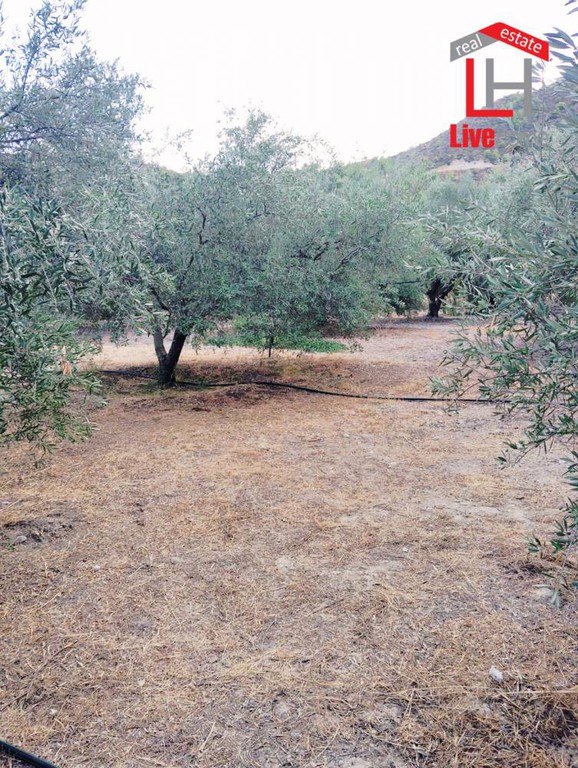 Αγροτεμάχια 4.430 τ.μ. πρός πώληση, Κορινθία, Σικυώνα