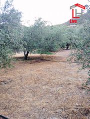 Αγροτεμάχια 4.430 τ.μ. για πώληση