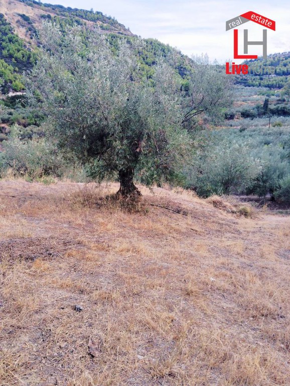 Αγροτεμάχια 4.430 τ.μ. πρός πώληση, Κορινθία, Σικυώνα