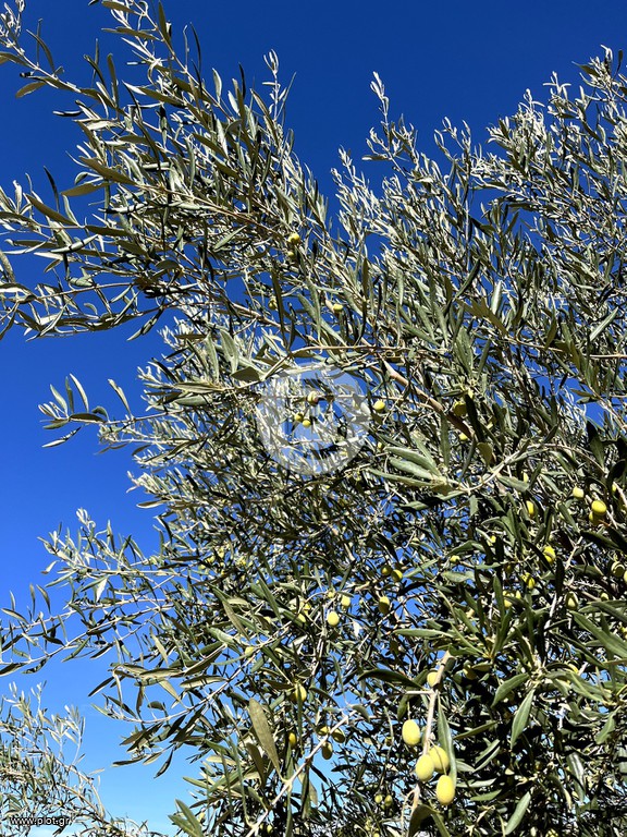 Μονοκατοικία 150 τ.μ. προς πώληση, Πορτοχέλι