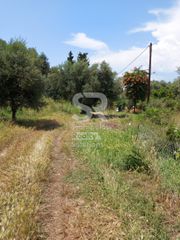 Αγροτεμάχια 9.000 τ.μ. για ενοικίαση, Αχαΐα, Παραλία-thumb-15