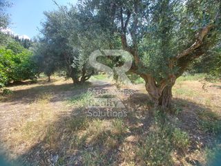 Αγροτεμάχια 9.000 τ.μ. για ενοικίαση, Αχαΐα, Παραλία-thumb-5