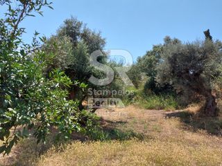 Αγροτεμάχια 9.000 τ.μ. για ενοικίαση, Αχαΐα, Παραλία-thumb-13