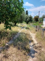 Αγροτεμάχια 9.000 τ.μ. για ενοικίαση, Αχαΐα, Παραλία-thumb-9