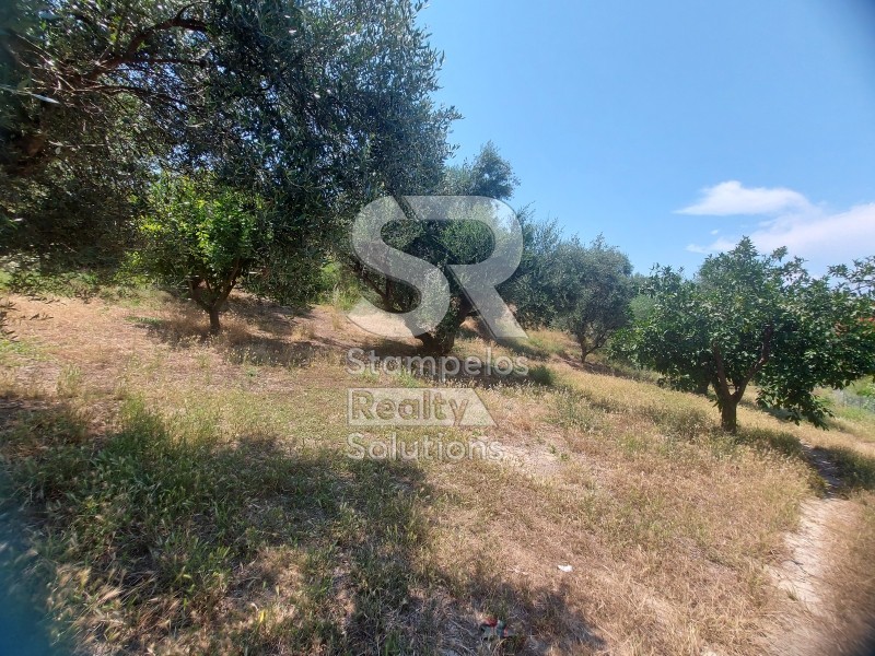 Parcel 9.000 sqm for rent, Achaia, Paralia